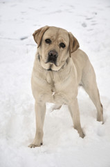 Nice Labrador retriever in the snow