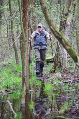 hiker in the  boggy forest walking with poles