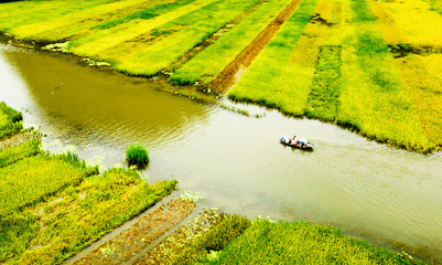 Rice field and river, NinhBinh, Vietnam