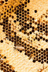 sweet honeycombs with honey