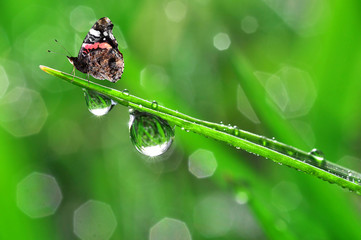 Fototapeta na wymiar fresh morning dew and butterfly