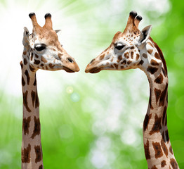 Fototapety  żyrafy na naturalnym zielonym tle