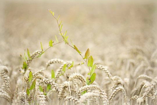 Ackerwinde in Weizenfeld / Field bindweed in Wheatf
