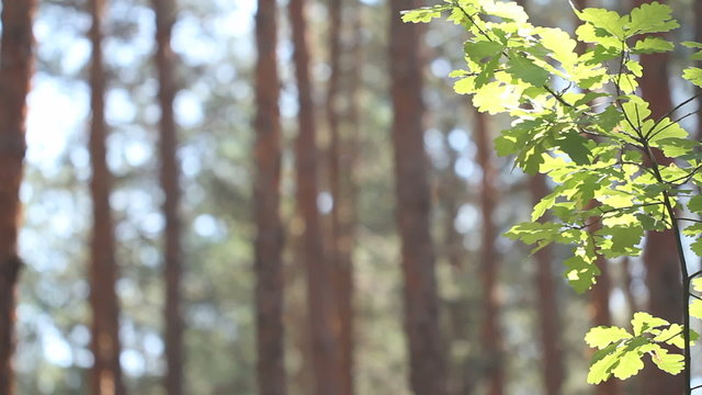 Young oak tree growing in the pine forest dolly shot