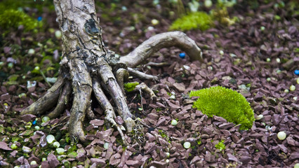 Obraz premium Roots and moss