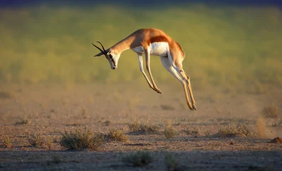 Fotobehang Rennen Springbok hoog springen © JohanSwanepoel