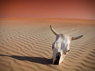 Cattle skull in the sand