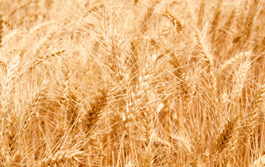 Wheat field