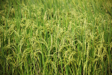 Rice field background in Ayutthaya city, Thailand.