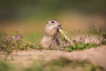 gopher
