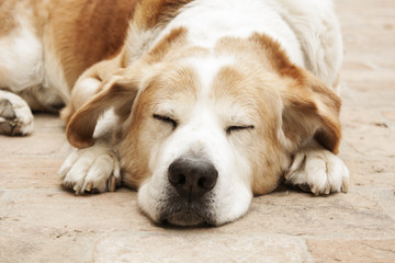A dog taking a nap - Powered by Adobe