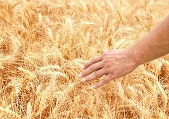Male hand in gold wheat field