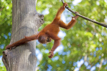 Borneo Orangutan