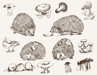 hedgehog