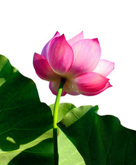Beautiful lotus(Single isolated on white background)