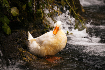 white wet duck