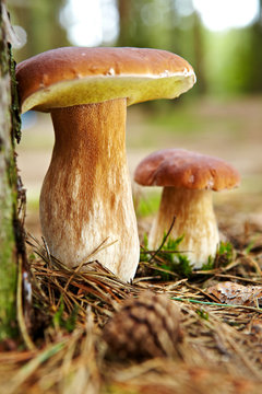 Boletus Mushroom In The Moss