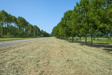 Trees and mowed grass along a road in summer