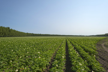 Fototapeta na wymiar Ziemniaki rosnące na polu w lecie