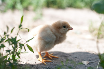 Chicken on grass