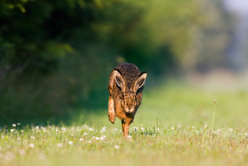 Running hare