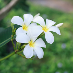 white and yellow frangipani flowers