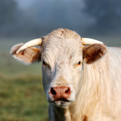 Portrait of young white cow