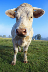 Fototapeta na wymiar Stado młodych białych krów
