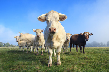 herd of young white cows on green meadow