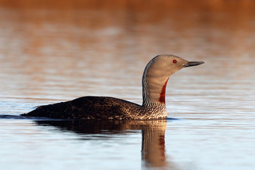 Red-throated diver