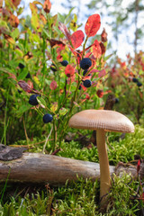 Blueberries and mushroome