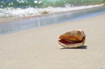 Shell on sandy beach