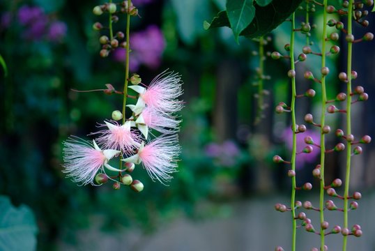 サガリバナ の画像 545 件の Stock 写真 ベクターおよびビデオ Adobe Stock