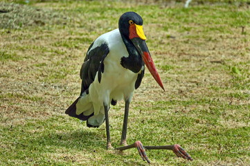 Saddle-billed stork
