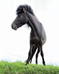 Fototapeta na wymiar black Icelandic horse