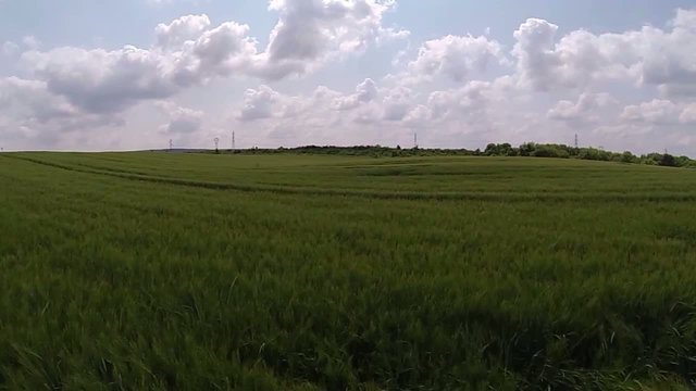 Survol d'un champ de blé au printemps