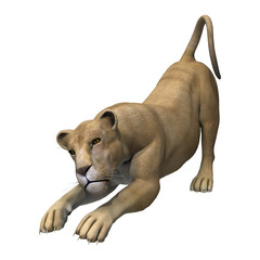 Stretching Lioness