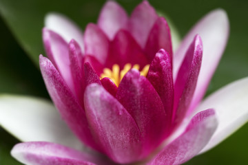 Fototapeta premium Abstract background of flowers. Close-up.