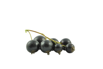 czarna porzeczka na białym tle