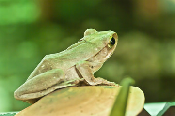 Frog cream from Thailand