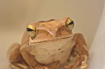 Frog cream from Thailand