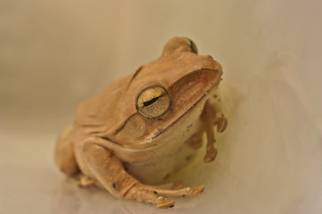 Frog cream from Thailand