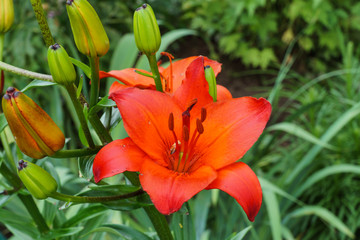 Fototapeta premium Red lily in the green garden