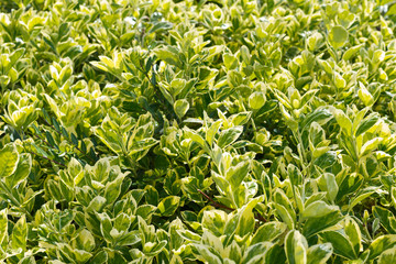 Green close-up bush leaves