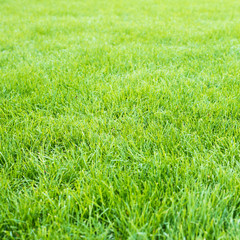 Green grass field