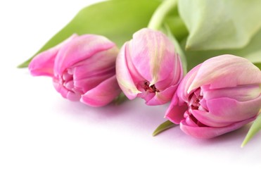 Obraz premium Close-up of tulips on white background