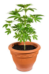 Fototapeta premium Cannabis_im_Topf_2