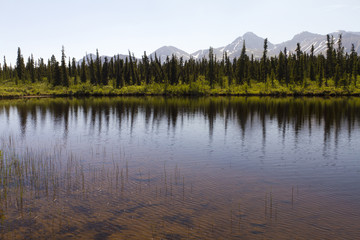 reflection of trees in lake