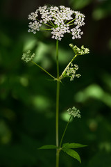 Cow parsley flower (Anthriscus sylvestris)
