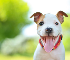 American Staffordshire cute terrier puppy